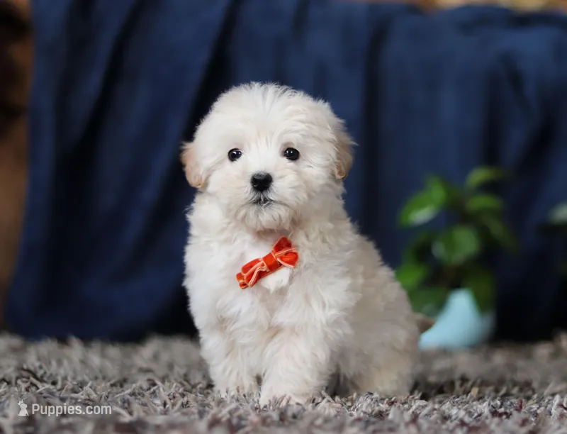 Elijah, a male Miniature Goldendoodle for sale in Sugarcreek, OH – Photo 1 of 8