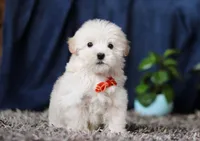 Elijah, a male Miniature Goldendoodle for sale in Sugarcreek, OH – Photo 4 of 8