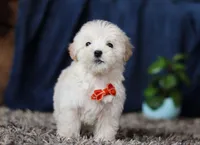 Elijah, a male Miniature Goldendoodle for sale in Sugarcreek, OH – Photo 7 of 8