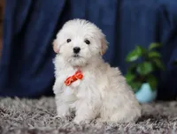 Elijah, a male Miniature Goldendoodle for sale in Sugarcreek, OH – Photo 3 of 8