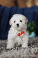 Elijah, a male Miniature Goldendoodle for sale in Sugarcreek, OH – Photo 8 of 8