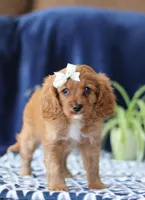 Jenny, a female Cavapoo for sale in Sugarcreek, OH – Photo 5 of 6