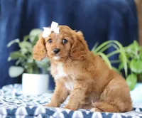 Jenny, a female Cavapoo for sale in Sugarcreek, OH – Photo 2 of 6