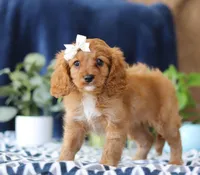 Jenny, a female Cavapoo for sale in Sugarcreek, OH – Photo 4 of 6