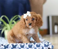 Jenny, a female Cavapoo for sale in Sugarcreek, OH – Photo 3 of 6