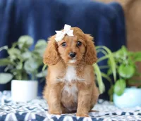 Jenny, a female Cavapoo for sale in Sugarcreek, OH – Photo 1 of 6