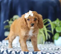 Jenny, a female Cavapoo for sale in Sugarcreek, OH – Photo 6 of 6
