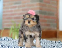 Jade, a female Miniature Aussiedoodle for sale in Sugarcreek, OH – Photo 3 of 6