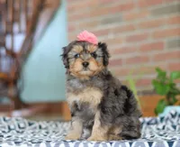 Jade, a female Miniature Aussiedoodle for sale in Sugarcreek, OH – Photo 5 of 6