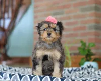 Jade, a female Miniature Aussiedoodle for sale in Sugarcreek, OH – Photo 4 of 6