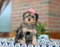 Jade, a female Miniature Aussiedoodle for sale in Sugarcreek, OH – Photo 6 of 6