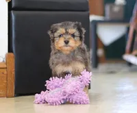 Jade, a female Miniature Aussiedoodle for sale in Sugarcreek, OH – Photo 1 of 6