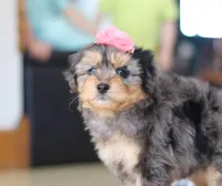 Jade, a female Miniature Aussiedoodle for sale in Sugarcreek, OH – Photo 2 of 6