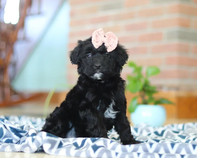 Josie, a female Miniature Aussiedoodle for sale in Sugarcreek, OH – Photo 1 of 6