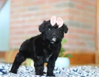 Josie, a female Miniature Aussiedoodle for sale in Sugarcreek, OH – Photo 4 of 6