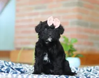 Josie, a female Miniature Aussiedoodle for sale in Sugarcreek, OH – Photo 6 of 6