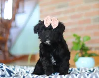 Josie, a female Miniature Aussiedoodle for sale in Sugarcreek, OH – Photo 2 of 6