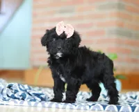 Josie, a female Miniature Aussiedoodle for sale in Sugarcreek, OH – Photo 5 of 6