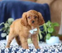 Jaymon, a male Cavapoo for sale in Sugarcreek, OH – Photo 2 of 5