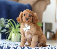 Jaymon, a male Cavapoo for sale in Sugarcreek, OH – Photo 5 of 5