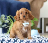 Jaymon, a male Cavapoo for sale in Sugarcreek, OH – Photo 3 of 5