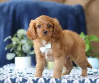 Jaymon, a male Cavapoo for sale in Sugarcreek, OH – Photo 4 of 5