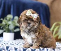 Serena, a female Shorkie for sale in Sugarcreek, OH – Photo 4 of 5