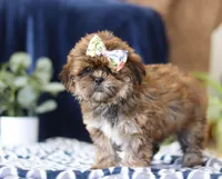 Serena, a female Shorkie for sale in Sugarcreek, OH – Photo 5 of 5