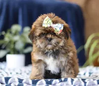 Serena, a female Shorkie for sale in Sugarcreek, OH – Photo 2 of 5