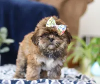 Serena, a female Shorkie for sale in Sugarcreek, OH – Photo 1 of 5