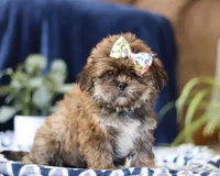 Serena, a female Shorkie for sale in Sugarcreek, OH – Photo 3 of 5