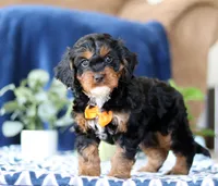 Jorden, a male Cavapoo for sale in Sugarcreek, OH – Photo 5 of 5