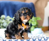 Jorden, a male Cavapoo for sale in Sugarcreek, OH – Photo 4 of 5