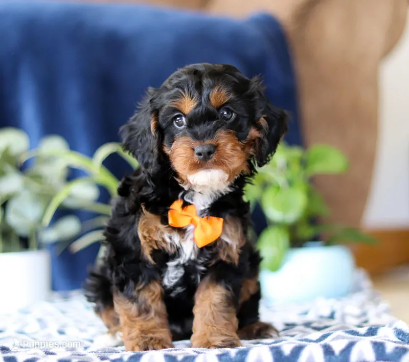 Jorden, a male Cavapoo for sale in Sugarcreek, OH – Photo 1 of 5