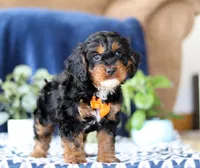 Jorden, a male Cavapoo for sale in Sugarcreek, OH – Photo 3 of 5