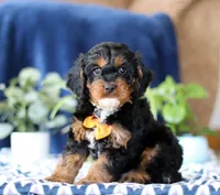 Jorden, a male Cavapoo for sale in Sugarcreek, OH – Photo 2 of 5