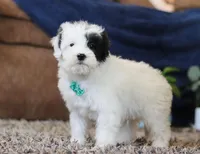 Jude, a male Miniature Goldendoodle for sale in Sugarcreek, OH – Photo 6 of 7