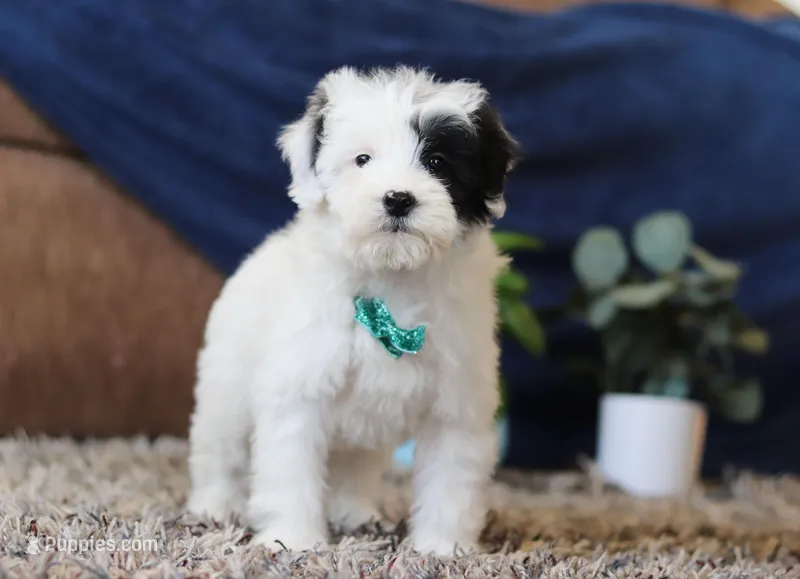 Jude, a male Miniature Goldendoodle for sale in Sugarcreek, OH – Photo 1 of 7