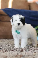 Jude, a male Miniature Goldendoodle for sale in Sugarcreek, OH – Photo 7 of 7