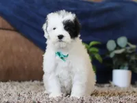 Jude, a male Miniature Goldendoodle for sale in Sugarcreek, OH – Photo 3 of 7