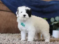Jude, a male Miniature Goldendoodle for sale in Sugarcreek, OH – Photo 5 of 7