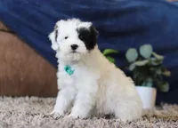 Jude, a male Miniature Goldendoodle for sale in Sugarcreek, OH – Photo 2 of 7