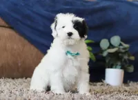 Jude, a male Miniature Goldendoodle for sale in Sugarcreek, OH – Photo 4 of 7