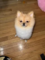 Dior, a male Pomeranian for sale in Springfield, VA – Photo 5 of 9