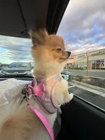 Dior, a male Pomeranian for sale in Springfield, VA – Photo 8 of 9