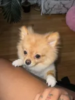 Dior, a male Pomeranian for sale in Springfield, VA – Photo 6 of 9