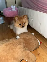 Dior, a male Pomeranian for sale in Springfield, VA – Photo 4 of 9
