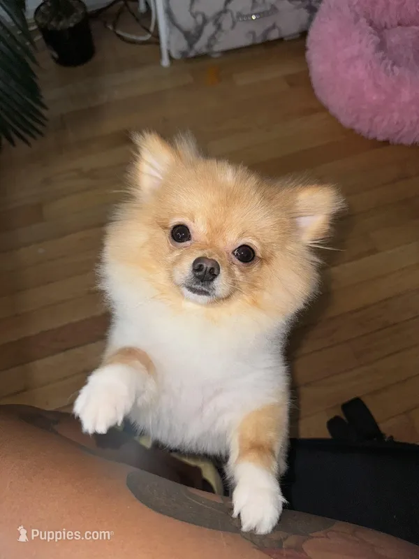 Dior, a male Pomeranian for sale in Springfield, VA – Photo 1 of 9