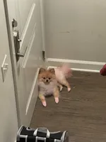 Dior, a male Pomeranian for sale in Springfield, VA – Photo 7 of 9