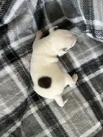 Spot , a male Jack Russell Terrier and Rat Terrier for sale in Miamisburg, OH – Photo 5 of 5